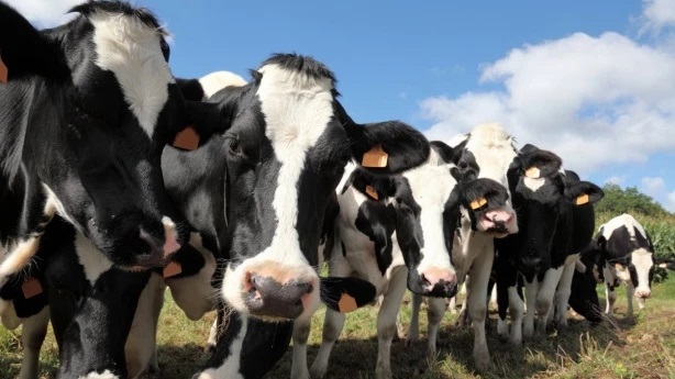 Какой он — высокотехнологичный молочный бизнес по-тюменски: репортаж с фермы