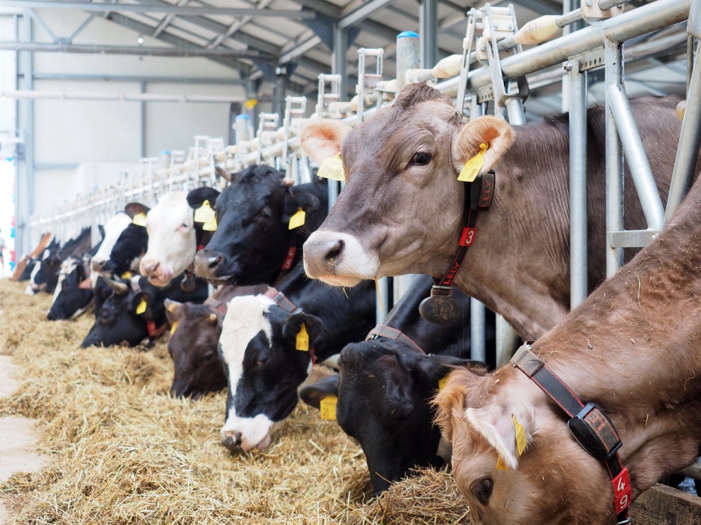 Было создано ООО УК  «АРСИБ АГРО». Началось активного развития проектов в сфере растениеводства, молочного животноводства и свиноводства. Основная стратегия - стать Лидером по УРФО в данной отрасли.